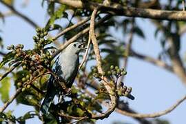 Blue-grey Tanager