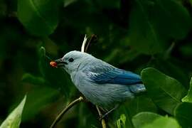 Blue-grey Tanager