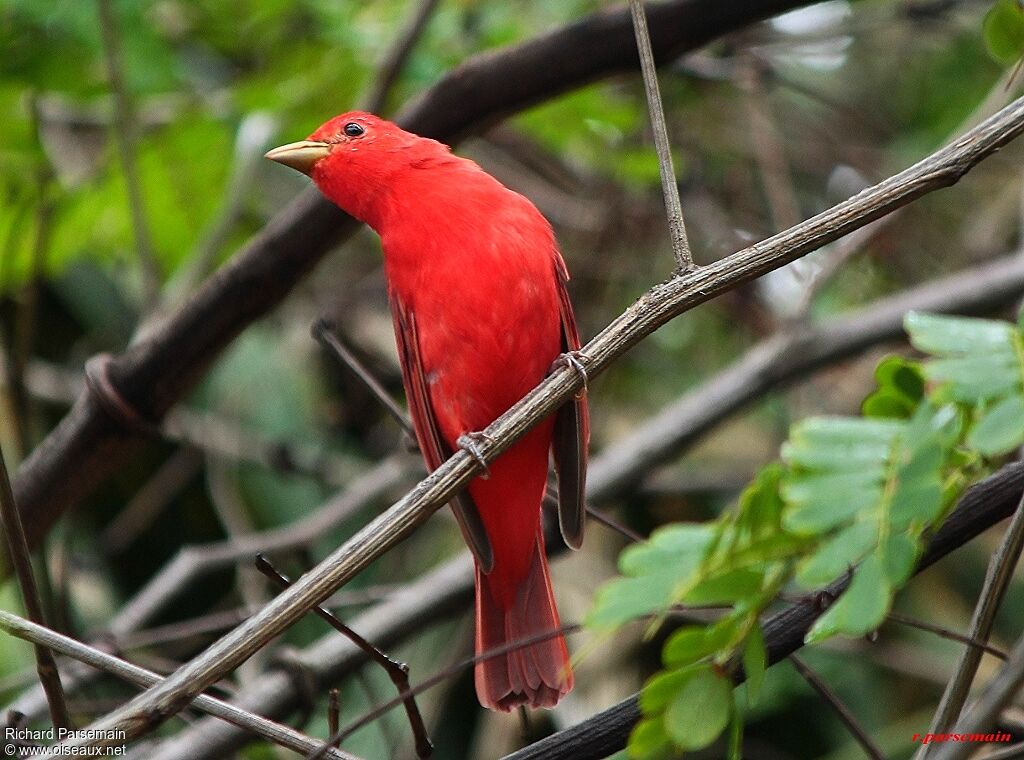 Summer Tanager male adult