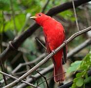 Summer Tanager