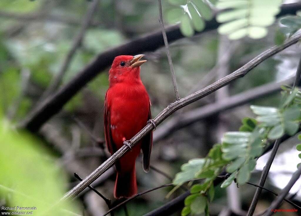 Summer Tanager male adult, habitat, pigmentation