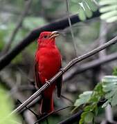 Summer Tanager