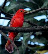 Summer Tanager