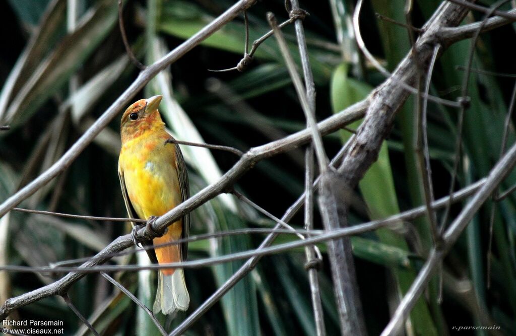 Tangara vermillonimmature