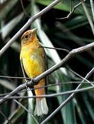 Summer Tanager