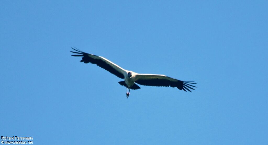 Wood Storkadult