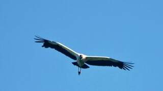 Wood Stork