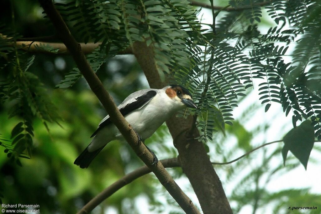 Black-crowned Tityra female adult