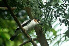 Black-crowned Tityra