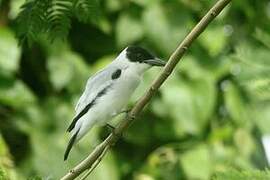 Black-crowned Tityra