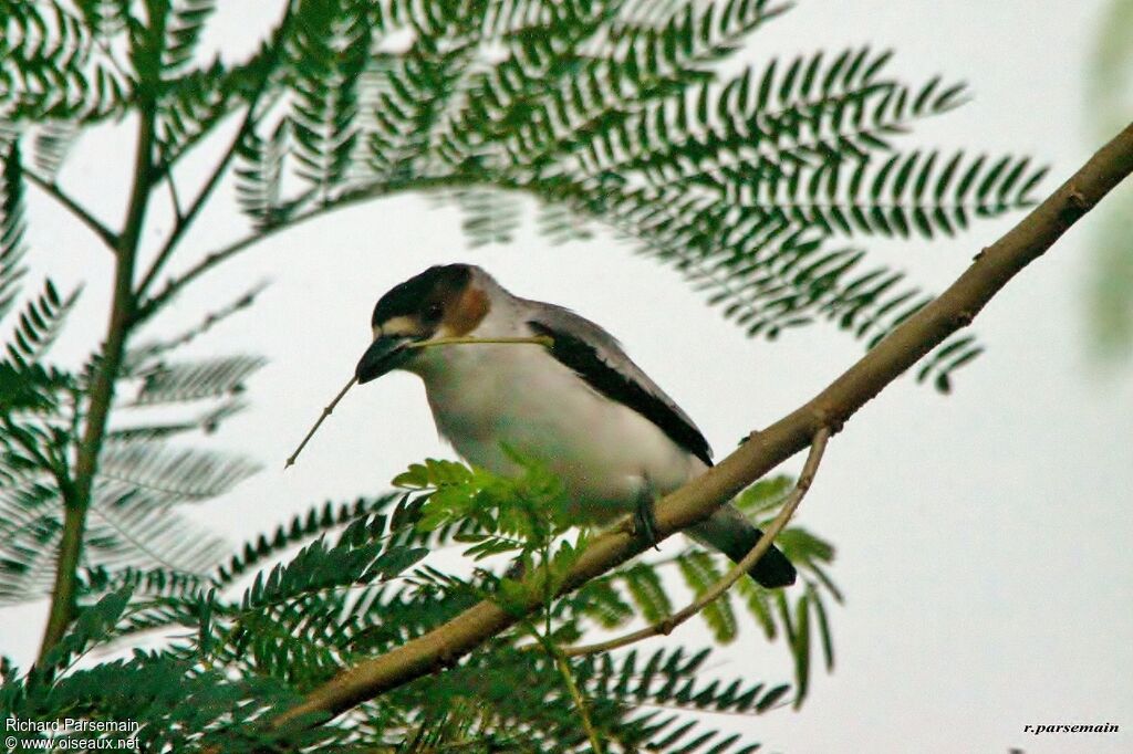 Black-crowned Tityra female adult