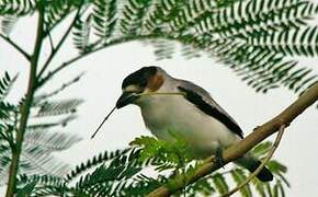 Black-crowned Tityra