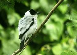 Black-crowned Tityra