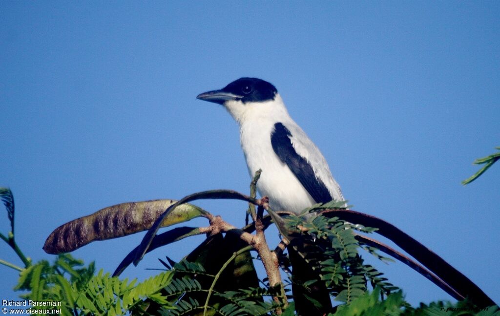 Black-crowned Tityra male adult