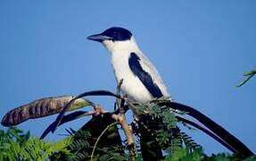 Black-crowned Tityra