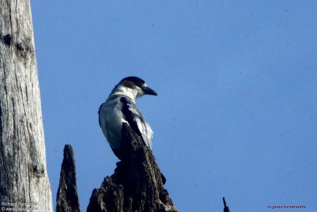 Black-crowned Tityra male adult