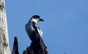 Black-crowned Tityra