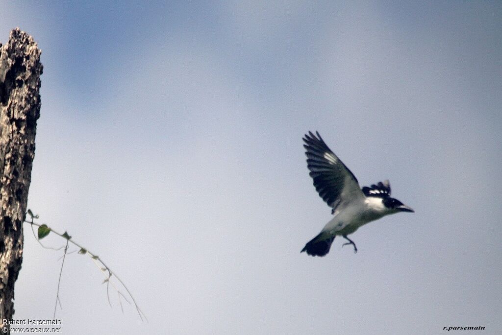 Black-crowned Tityra male adult