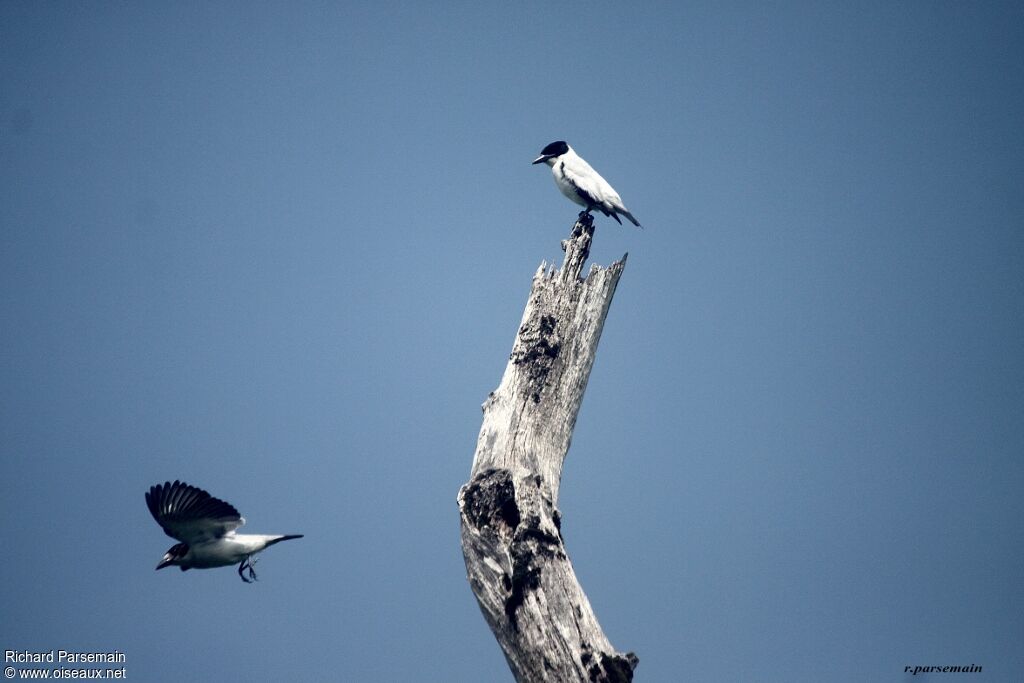 Black-crowned Tityra adult