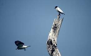 Black-crowned Tityra