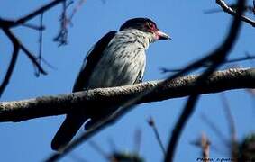 Black-tailed Tityra