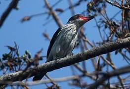 Black-tailed Tityra