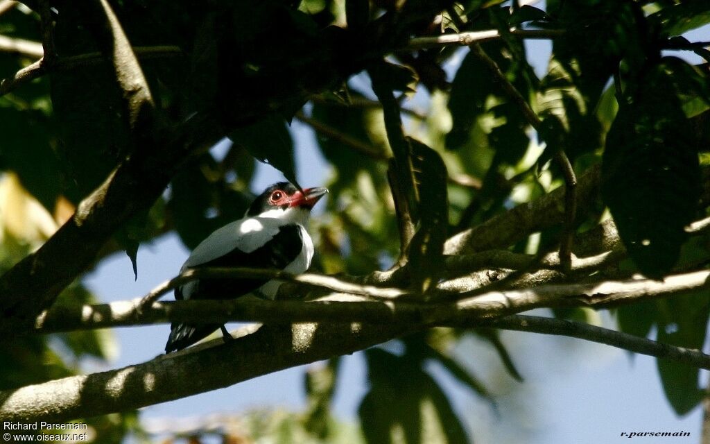 Black-tailed Tityra male adult