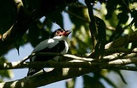 Black-tailed Tityra