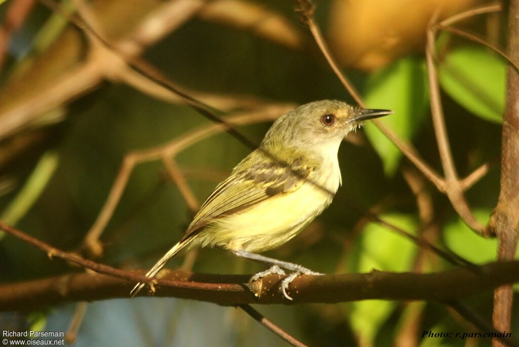 Smoky-fronted Tody-Flycatcheradult