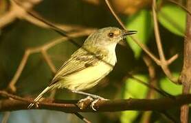 Smoky-fronted Tody-Flycatcher