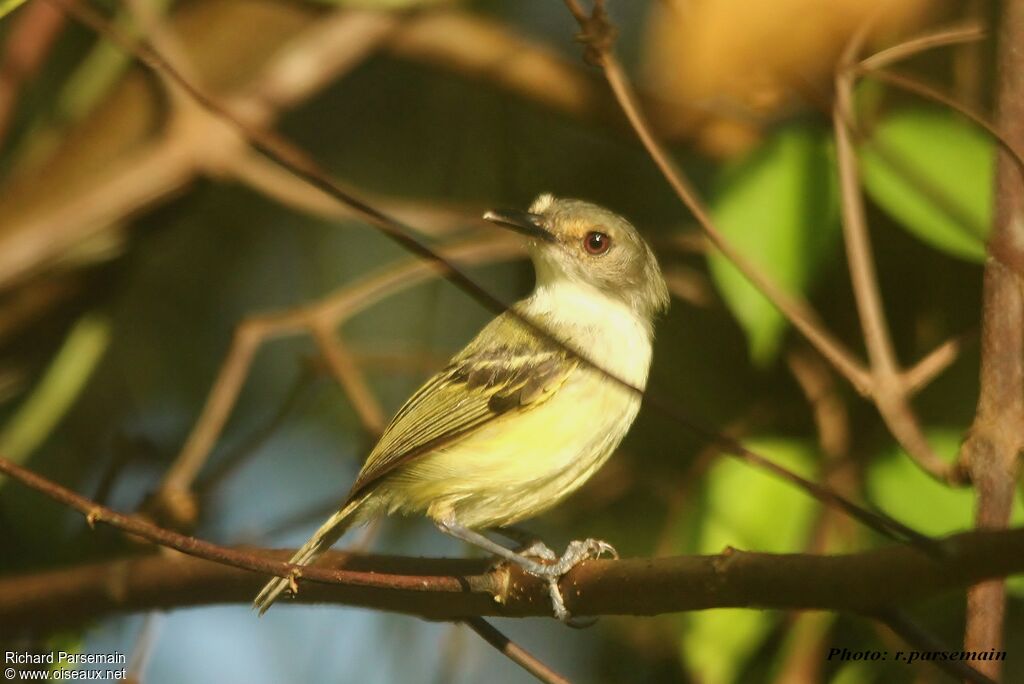 Smoky-fronted Tody-Flycatcheradult