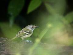 Smoky-fronted Tody-Flycatcher