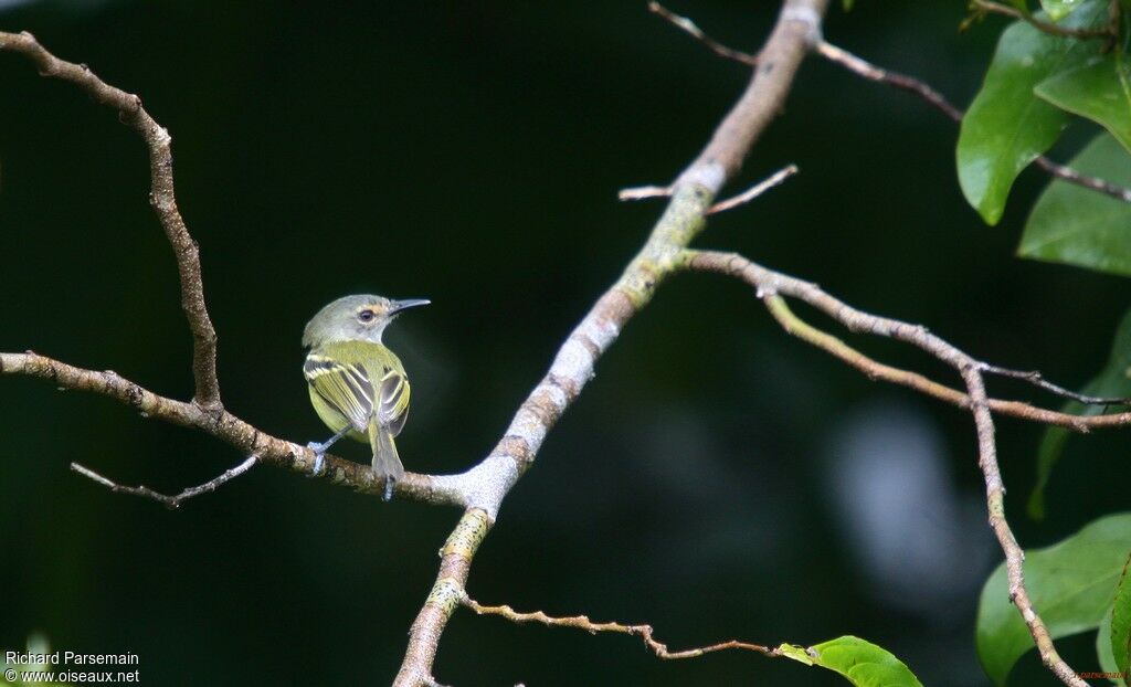 Smoky-fronted Tody-Flycatcheradult