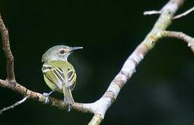 Smoky-fronted Tody-Flycatcher