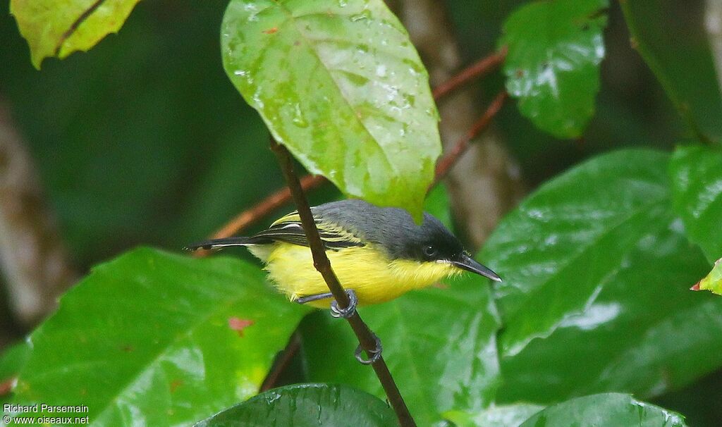 Common Tody-Flycatcheradult