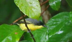 Common Tody-Flycatcher