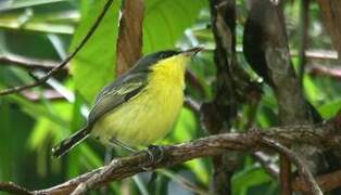 Common Tody-Flycatcher