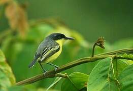 Common Tody-Flycatcher