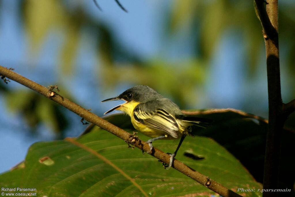 Common Tody-Flycatcheradult