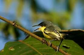 Common Tody-Flycatcher