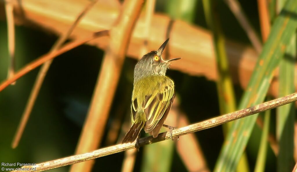 Spotted Tody-Flycatcheradult