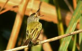 Spotted Tody-Flycatcher