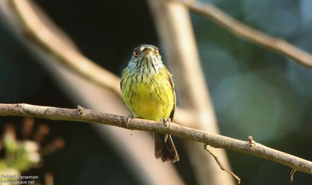 Spotted Tody-Flycatcheradult, close-up portrait