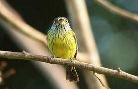 Spotted Tody-Flycatcher