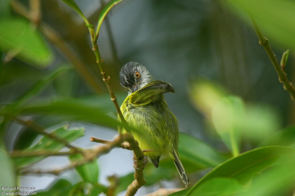 Spotted Tody-Flycatcheradult