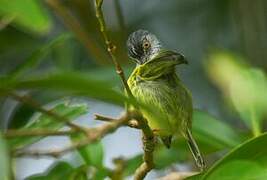 Spotted Tody-Flycatcher