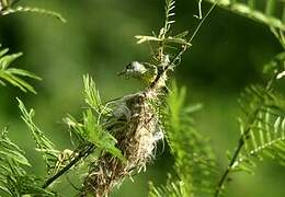 Spotted Tody-Flycatcher