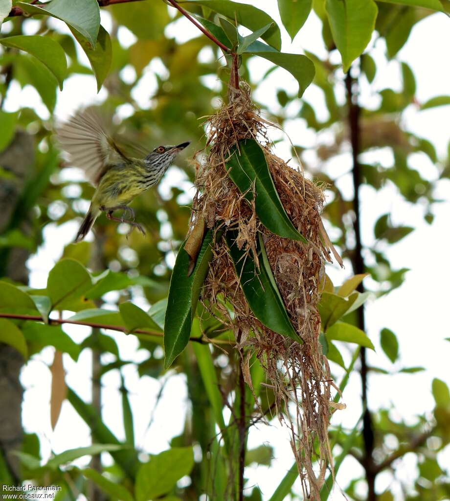 Spotted Tody-Flycatcher female adult, Reproduction-nesting