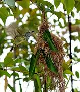 Spotted Tody-Flycatcher