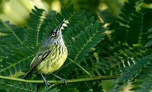 Spotted Tody-Flycatcher